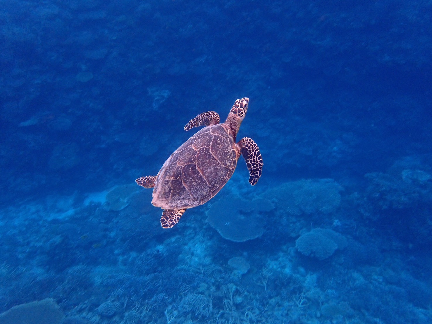水中写真