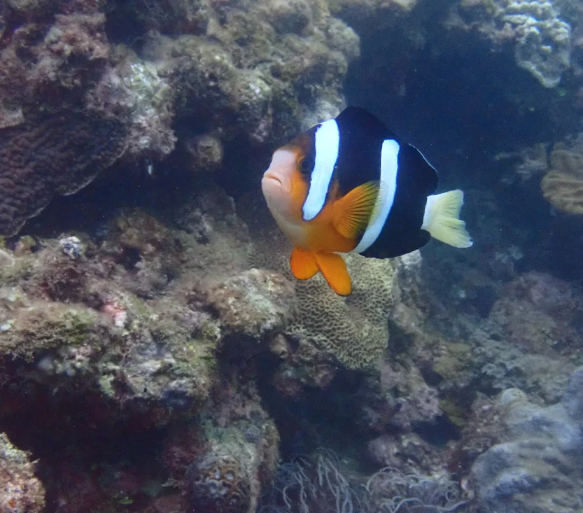 クマノミの写真1